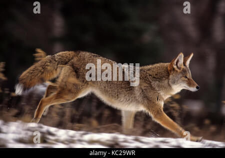 Le coyote (Canis latrans) - espèces en captivité - en cours, Montana Banque D'Images