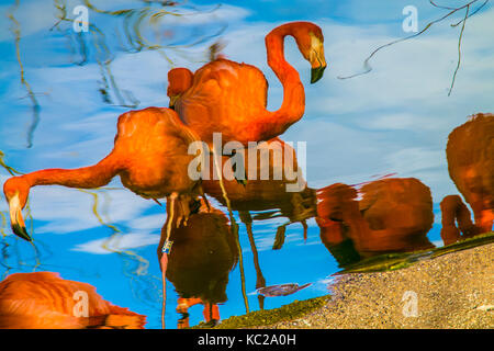 Réflexions impressionnistes de flamants sur un lac. Banque D'Images