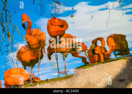 Réflexions impressionnistes de flamants sur un lac. Banque D'Images