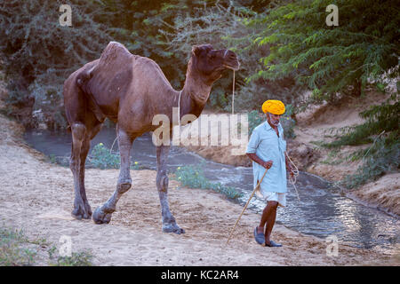 Camel et un homme sur la façon de Pushkar Mela, chameau et marché aux bestiaux, Pushkar, Rajasthan, India Banque D'Images