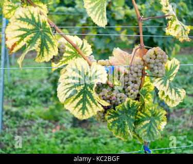 Vignoble au début de l'automne Banque D'Images