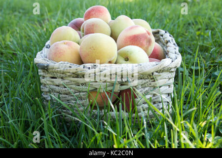 Panier avec de belles pêches fraîches dans l'herbe Banque D'Images