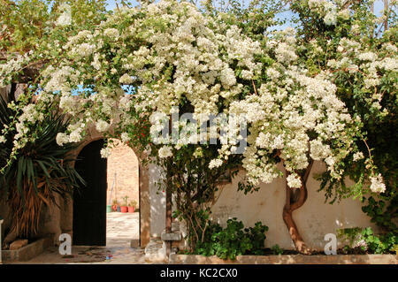 Arbre en fleurs dans la cour d'un monastère sur la crète Banque D'Images