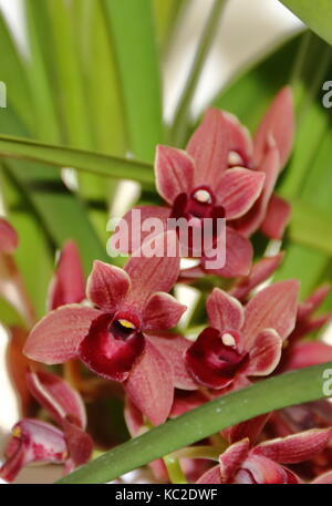 Orchidées colorées plantes parasites a fleuri au printemps Banque D'Images