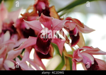 Orchidées colorées plantes parasites a fleuri au printemps Banque D'Images