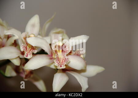 Orchidées colorées plantes parasites a fleuri au printemps Banque D'Images