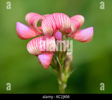 - Sainfoin Onobrychis viciifolia libre de fleurs Banque D'Images