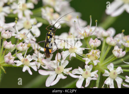 Une plante bug - grypocoris stysi sur umbellifer flower Banque D'Images