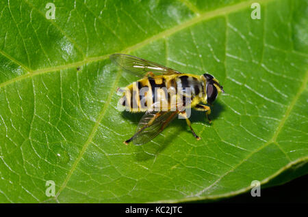 Hoverfly myathropa florea - femme on leaf Banque D'Images