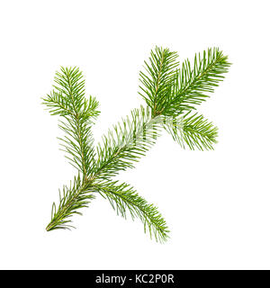 La direction générale de l'épinette ou de sapin isolated on white Banque D'Images