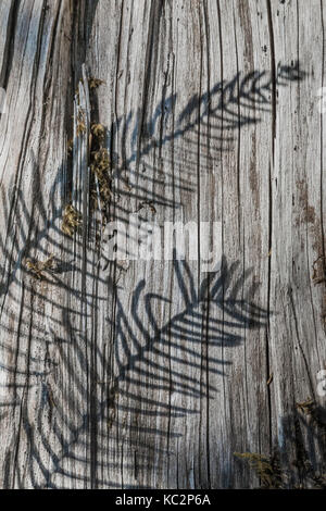 Blechnum, Blechnum spicant, ombres projetées sur les grains d'une vieille souche de conifère météo dans le Hoh Rain Forest, le long du sentier de la rivière Hoh dans Nat olympique Banque D'Images