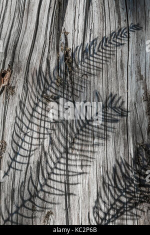 Blechnum, Blechnum spicant, ombres projetées sur les grains d'une vieille souche de conifère météo dans le Hoh Rain Forest, le long du sentier de la rivière Hoh dans Nat olympique Banque D'Images