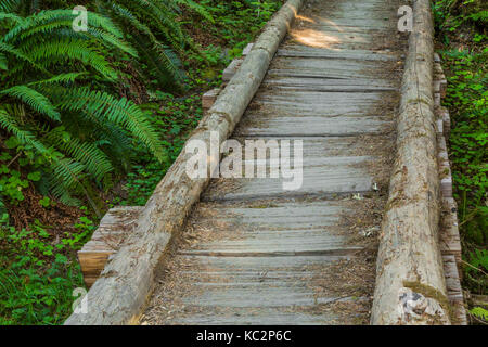 Promenade en bois de cèdre le long du sentier de la rivière Hoh jusqu'à Blue Glacier, parc national olympique, État de Washington, États-Unis Banque D'Images