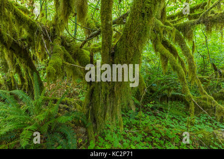 Vine Maple, Acer circinatum, ornée d'arbres avec moss, dans la forêt tropicale de Hoh le long du sentier de la rivière Hoh dans Olympic National Park, Washington State, USA Banque D'Images