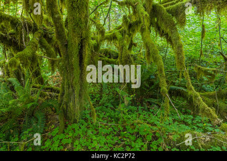 Vine Maple, Acer circinatum, ornée d'arbres avec moss, dans la forêt tropicale de Hoh le long du sentier de la rivière Hoh dans Olympic National Park, Washington State, USA Banque D'Images