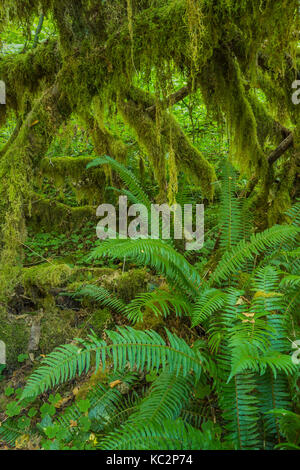 Vine Maple, Acer circinatum, ornée d'arbres avec moss, dans la forêt tropicale de Hoh le long du sentier de la rivière Hoh dans Olympic National Park, Washington State, USA Banque D'Images