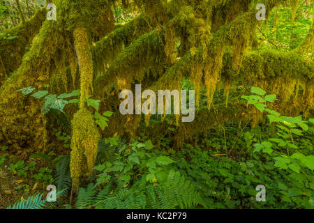 Branches de la vigne moussus, Acer circinatum, le long du sentier de la rivière Hoh Hoh Rain dans la forêt d'Olympic National Park, Washington State, USA Banque D'Images