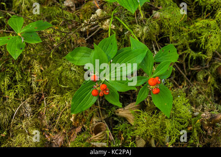 WESTERN Bunchberry, Cornus unalaschkensis, avec des drupes rouges le long du sentier de la rivière Hoh jusqu'au glacier Blue, parc national olympique, État de Washington, États-Unis Banque D'Images