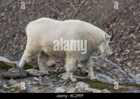 La Chèvre de montagne Oreamnos americanus, l'alimentation, le long de la moraine du glacier bleu au-dessus du Mont Olympe originaires, le long du sentier de la rivière Hoh Oly dans Banque D'Images