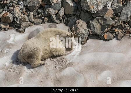 La Chèvre de montagne Oreamnos americanus,, reposant sur un banc qui reste sur une journée chaude, de mâcher de la CUD et gratter la surface pour obtenir à manger et nettoyer la Banque D'Images