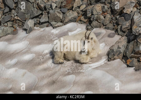 La Chèvre de montagne Oreamnos americanus,, reposant sur un banc qui reste sur une journée chaude, de mâcher de la CUD et gratter la surface pour obtenir à manger et nettoyer la Banque D'Images