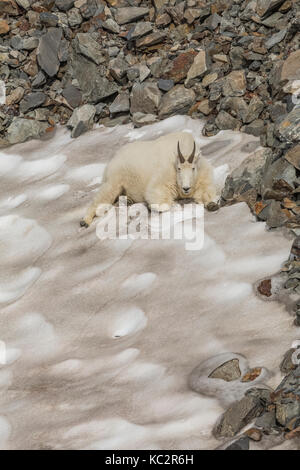 La Chèvre de montagne Oreamnos americanus,, reposant sur un banc qui reste sur une journée chaude, de mâcher de la CUD et gratter la surface pour obtenir à manger et nettoyer la Banque D'Images