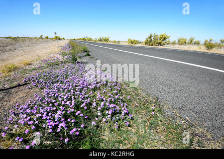 Fleurs sauvages au printemps le long de l'Autoroute Près de Matilda Charleville, Queensland, Queensland, Australie Banque D'Images