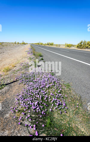 Fleurs sauvages au printemps le long de l'Autoroute Près de Matilda Charleville, Queensland, Queensland, Australie Banque D'Images