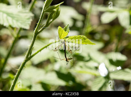 L'accouplement des mouches grue on leaf Banque D'Images