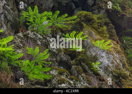 Western Maidenhair Fern, Adiantum aleuticum, poussant sur un rocher humide dans la forêt tropicale de Hoh Hoh le long du sentier de la rivière dans le parc national Olympic, W Banque D'Images