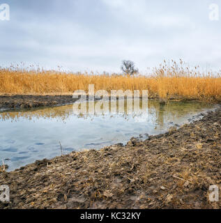 Paysage rural. La boue roseaux en automne. scène rurale Banque D'Images