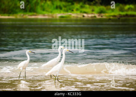 Avis sur groupe de canards dans le parc national tayrona - Colombie Banque D'Images