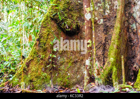 Vue sur la forêt de racines contrefort tree au Brésil Banque D'Images