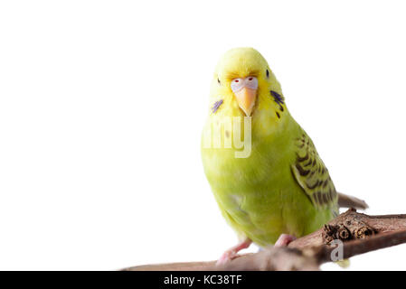 Perruche jaune (Melopsittacus undulatus). oiseaux colorés isolé sur fond blanc Banque D'Images