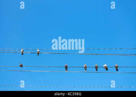 Billet à la Crimée - plusieurs pigeons s'asseoir sur des fils électriques sur la rue Lénine remblai sur la côte de la mer Noire en alushta ville avec ciel bleu sur l'arrière-plan Banque D'Images