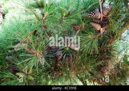 Billet à la Crimée - feuillage et les cônes de pin (Pinus nigra crimée pallasiana) sur la rue Lénine remblai sur la côte de la mer Noire dans la ville de Helsingborg Banque D'Images