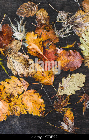 Avec motif feuilles d'automne orange Banque D'Images