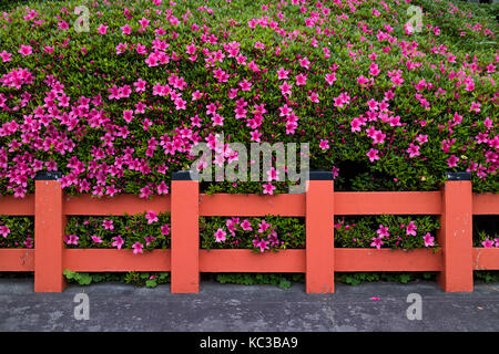 Kyoto, Japon - 17 mai 2017 : couverture d'azalée rose fleurs derrière une clôture rouge traditionel Banque D'Images