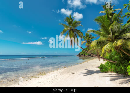 Des cocotiers sur la plage de sable blanc des Seychelles. Banque D'Images