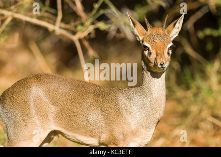 Homme dik-dik (Madoqua), Samburu Jeu National Park Reserve, Kenya, Afrique de l'Est Banque D'Images