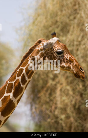 Giraffe réticulée (Giraffa camelopardalis reticulata), Samburu Jeu National Park Reserve, Kenya, Afrique de l'Est Banque D'Images