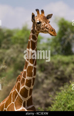 Giraffe réticulée (Giraffa camelopardalis reticulata), Samburu Jeu National Park Reserve, Kenya, Afrique de l'Est