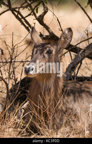 (Kobus ellipsiprymnus femelle COBE) reposant dans l'ombre, le Parc National de Samburu Game Reserve, Kenya, Afrique de l'Est Banque D'Images