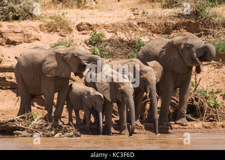 Bush africain elephant (Loxodonta africana) troupeau de potable , la rivière de la réserve nationale de Samburu, Kenya, Afrique de l'Est Banque D'Images