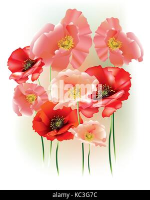 Beaux coquelicots avec bourgeons sur fond clair Illustration de Vecteur