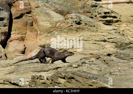 Une loutre de rivière (Lutra canadensis) ; faire son chemin sur la côte rocheuse de l'île de Vancouver (C.-B.) Banque D'Images