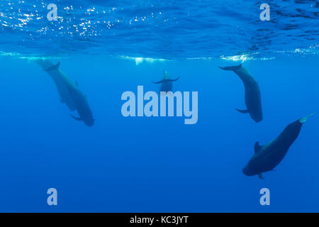 Groupe de globicéphales court nager à la surface, de l'océan indien, l'île Maurice. Banque D'Images