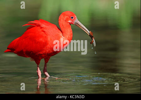 Ibis rouge, Brésil / (Eudocimus ruber) | Roter Sichler, Brésil / (Eudocimus ruber) Banque D'Images