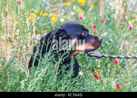 Chien de jardin d'été chien Rottweiler sur une laisse en fleurs fleurs Banque D'Images