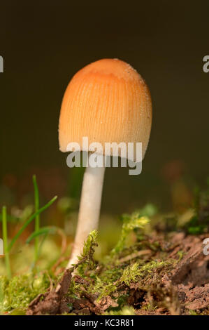 Inkcap scintillants, Rhénanie du Nord-Westphalie, Allemagne / (Coprinus micaceus) | Glimmer-Tintling, Nordrhein-Westfalen, Deutschland Banque D'Images